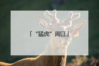 “猛虎”闹江