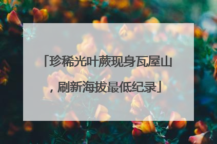珍稀光叶蕨现身瓦屋山，刷新海拔最低纪录