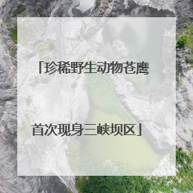 珍稀野生动物苍鹰首次现身三峡坝区