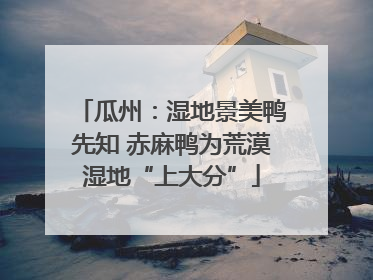 瓜州：湿地景美鸭先知 赤麻鸭为荒漠湿地“上大分”