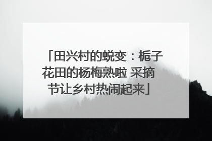 田兴村的蜕变：栀子花田的杨梅熟啦 采摘节让乡村热闹起来
