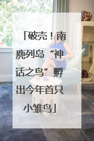破壳！南麂列岛“神话之鸟”孵出今年首只小雏鸟