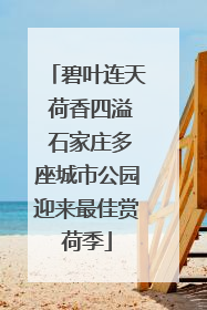 碧叶连天 荷香四溢 石家庄多座城市公园迎来最佳赏荷季