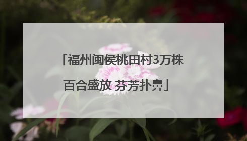 福州闽侯桃田村3万株百合盛放 芬芳扑鼻