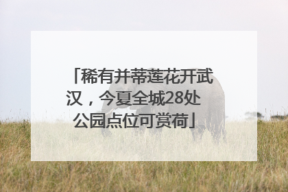 稀有并蒂莲花开武汉，今夏全城28处公园点位可赏荷