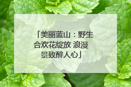 美丽蓝山：野生合欢花绽放 浪漫景致醉人心