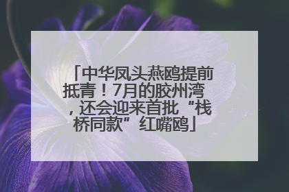 中华凤头燕鸥提前抵青！7月的胶州湾，还会迎来首批“栈桥同款”红嘴鸥