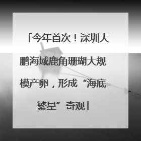 今年首次！深圳大鹏海域鹿角珊瑚大规模产卵，形成“海底繁星”奇观