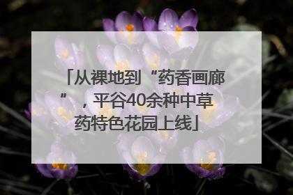 从裸地到“药香画廊”，平谷40余种中草药特色花园上线