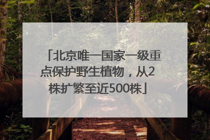 北京唯一国家一级重点保护野生植物，从2株扩繁至近500株