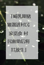 哺乳期猪獾溜进村民家觅食 村民救助后将其放生