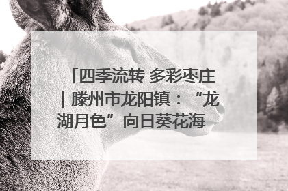四季流转 多彩枣庄｜滕州市龙阳镇：“龙湖月色”向日葵花海 绘就乡村振兴新画卷