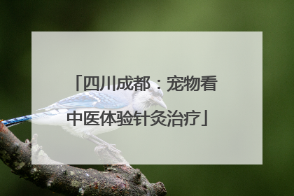 四川成都：宠物看中医体验针灸治疗