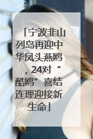 宁波韭山列岛再迎中华凤头燕鸥，24对“酷鸥”喜结连理迎接新生命