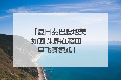 夏日秦巴腹地美如画 朱鹮在稻田里飞舞嬉戏