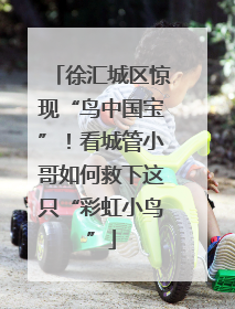 徐汇城区惊现“鸟中国宝”！看城管小哥如何救下这只“彩虹小鸟”