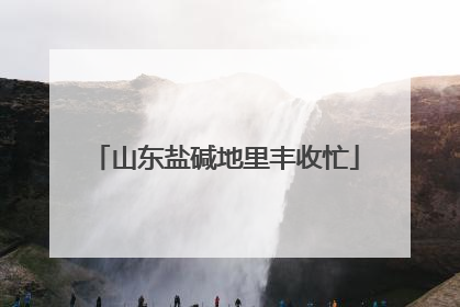山东盐碱地里丰收忙