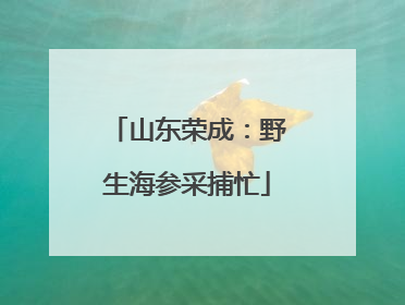 山东荣成：野生海参采捕忙