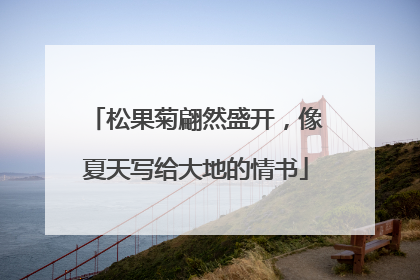 松果菊翩然盛开，像夏天写给大地的情书