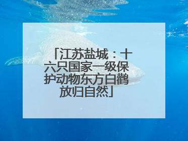 江苏盐城：十六只国家一级保护动物东方白鹳放归自然