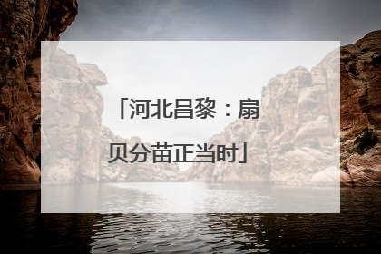 河北昌黎：扇贝分苗正当时