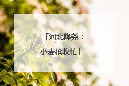 河北隆尧：小麦抢收忙