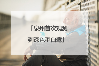 泉州首次观测到深色型白鹭