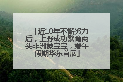 近10年不懈努力后，上野成功繁育两头非洲象宝宝，端午假期华东首展