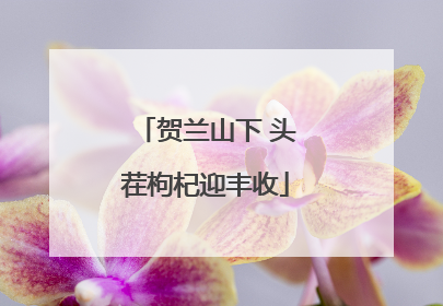 贺兰山下 头茬枸杞迎丰收
