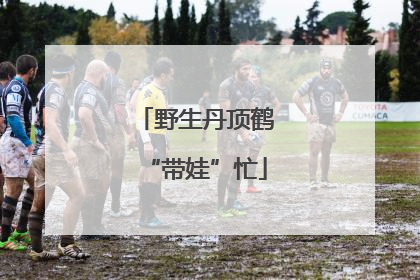 野生丹顶鹤“带娃”忙