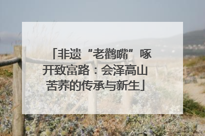 非遗“老鹳嘴”啄开致富路：会泽高山苦荞的传承与新生