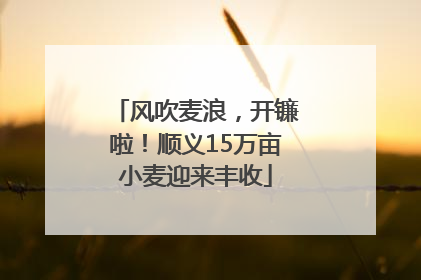 风吹麦浪，开镰啦！顺义15万亩小麦迎来丰收