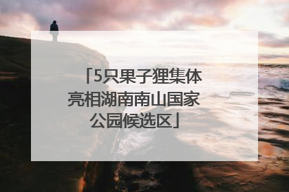 5只果子狸集体亮相湖南南山国家公园候选区